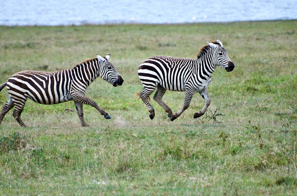 zebra on green grass field during daytime