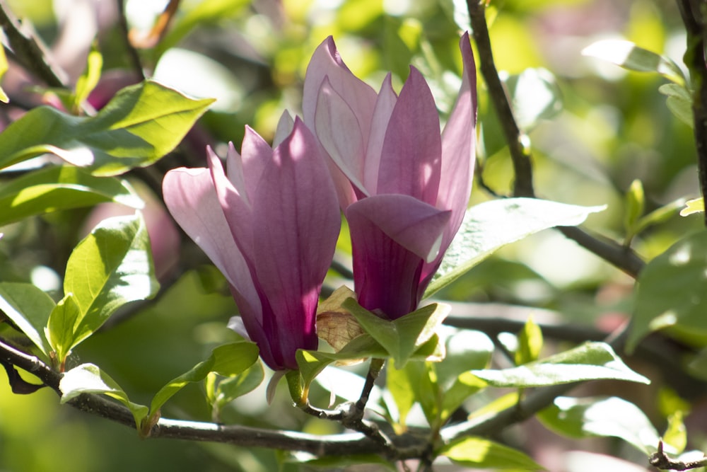 pink flower in tilt shift lens