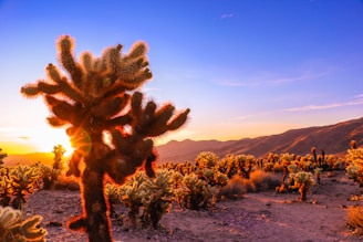 green and brown trees on mountain during sunset