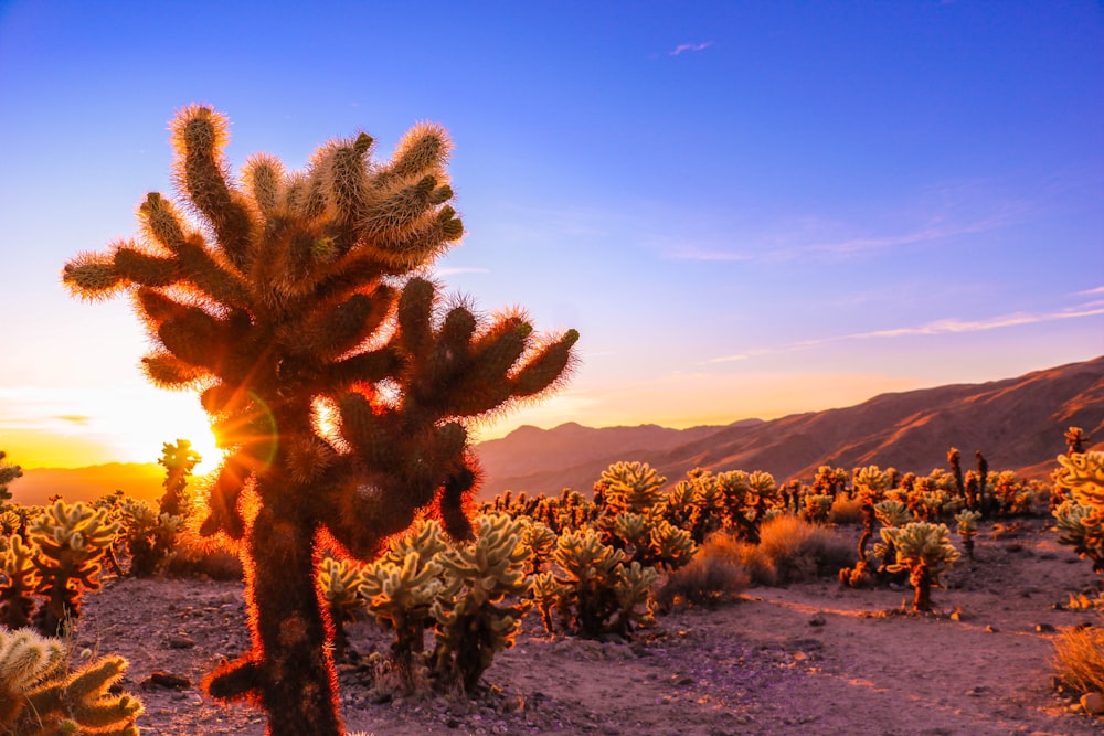 green and brown trees on mountain during sunset