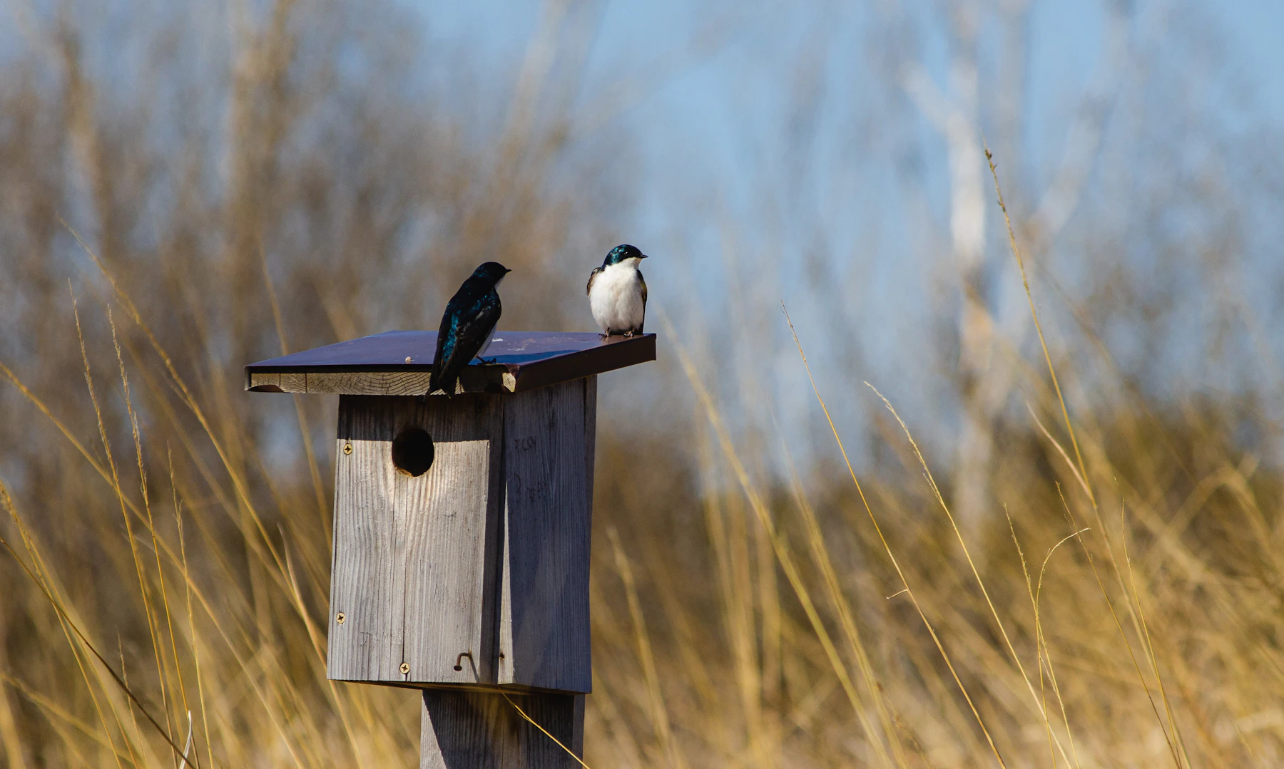 Two tree swallows perched on the flat roof of a gray wooden nest box standing in tall dry meadow grass