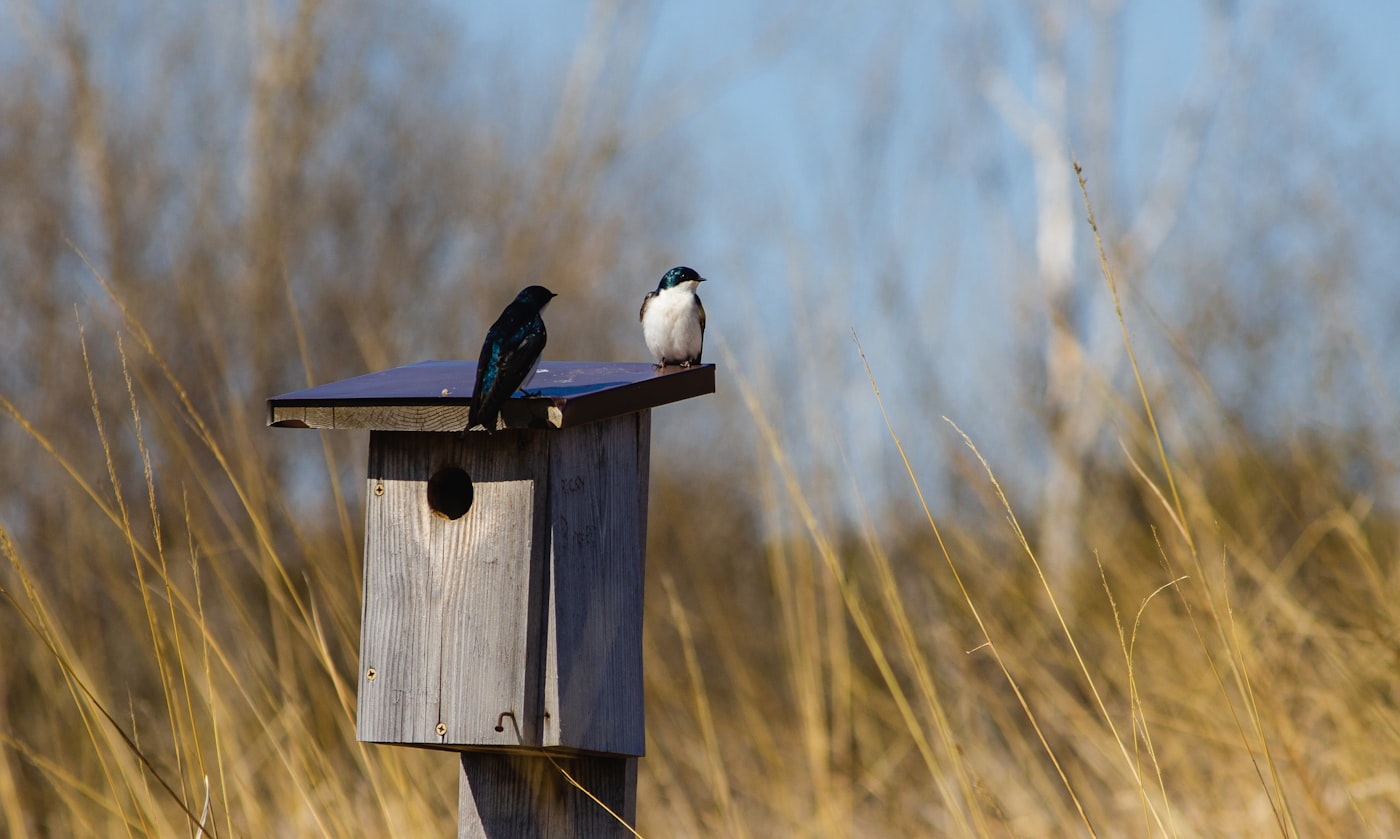 Vogel sitzt auf einem Vogelhaus aus Holz