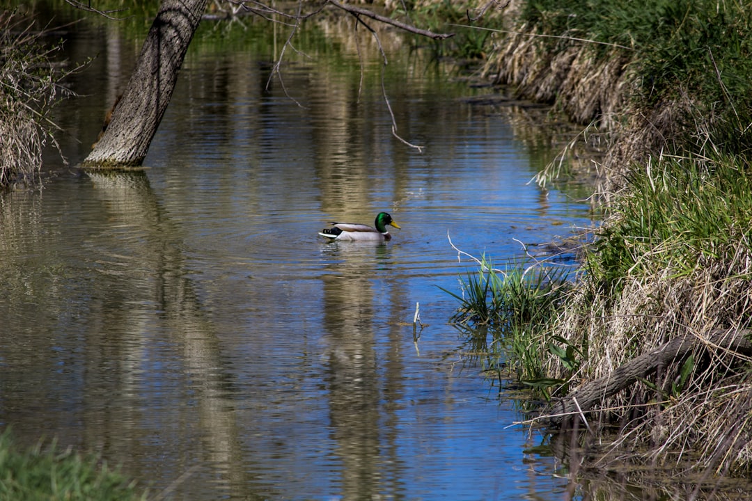 2 ducks on water during daytime