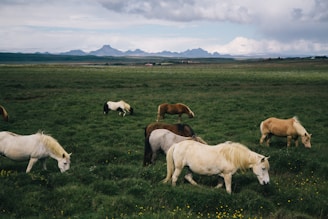 Gentle horses grazing in a spacious Montana pasture under a clear blue sky.