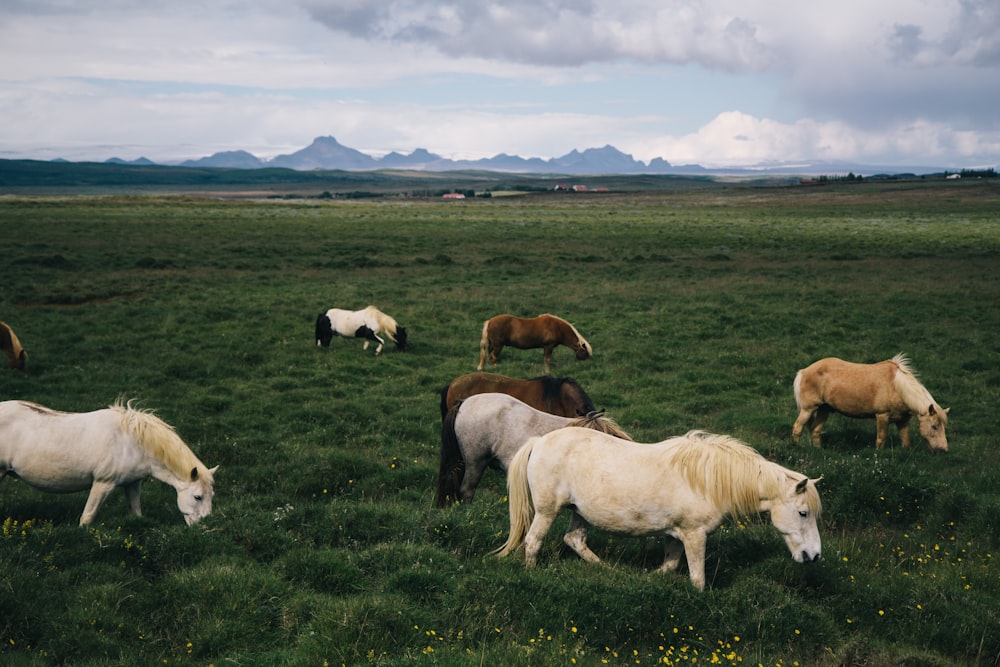 white and brown horses on green grass field during daytime