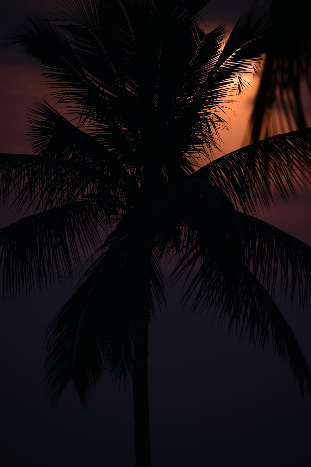 palm tree under blue sky during daytime