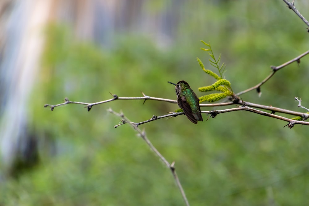 green bird perched on tree branch during daytime