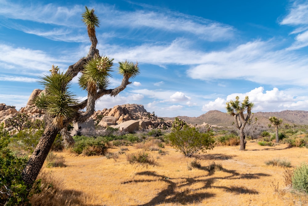 green palm tree on brown field under blue sky during daytime