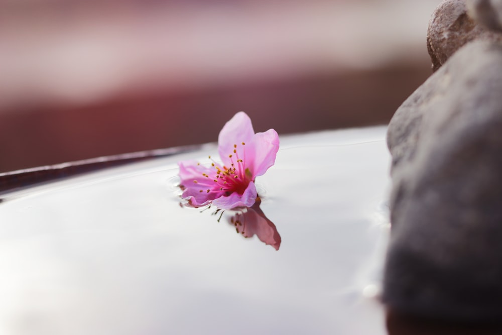 pink and white flower on white table