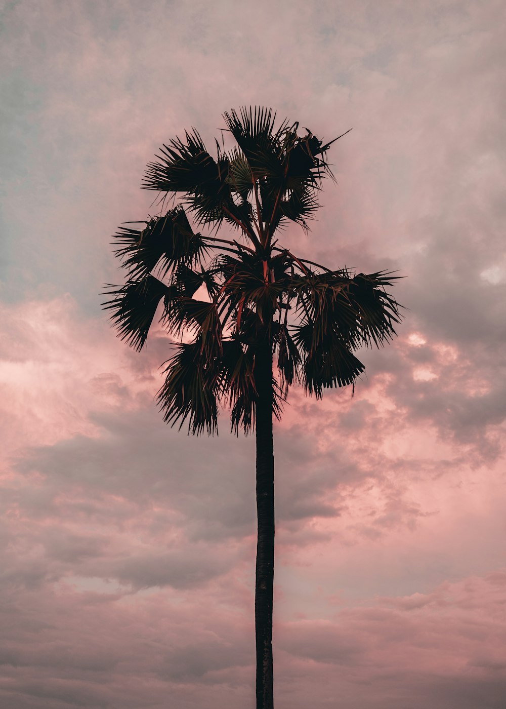 palm tree under cloudy sky during daytime