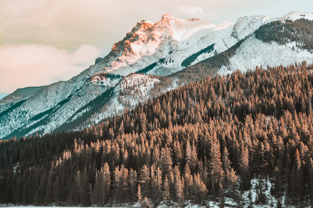 green pine trees near snow covered mountain during daytime