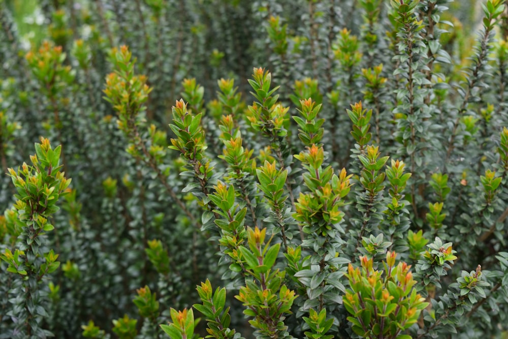 yellow flowers in tilt shift lens