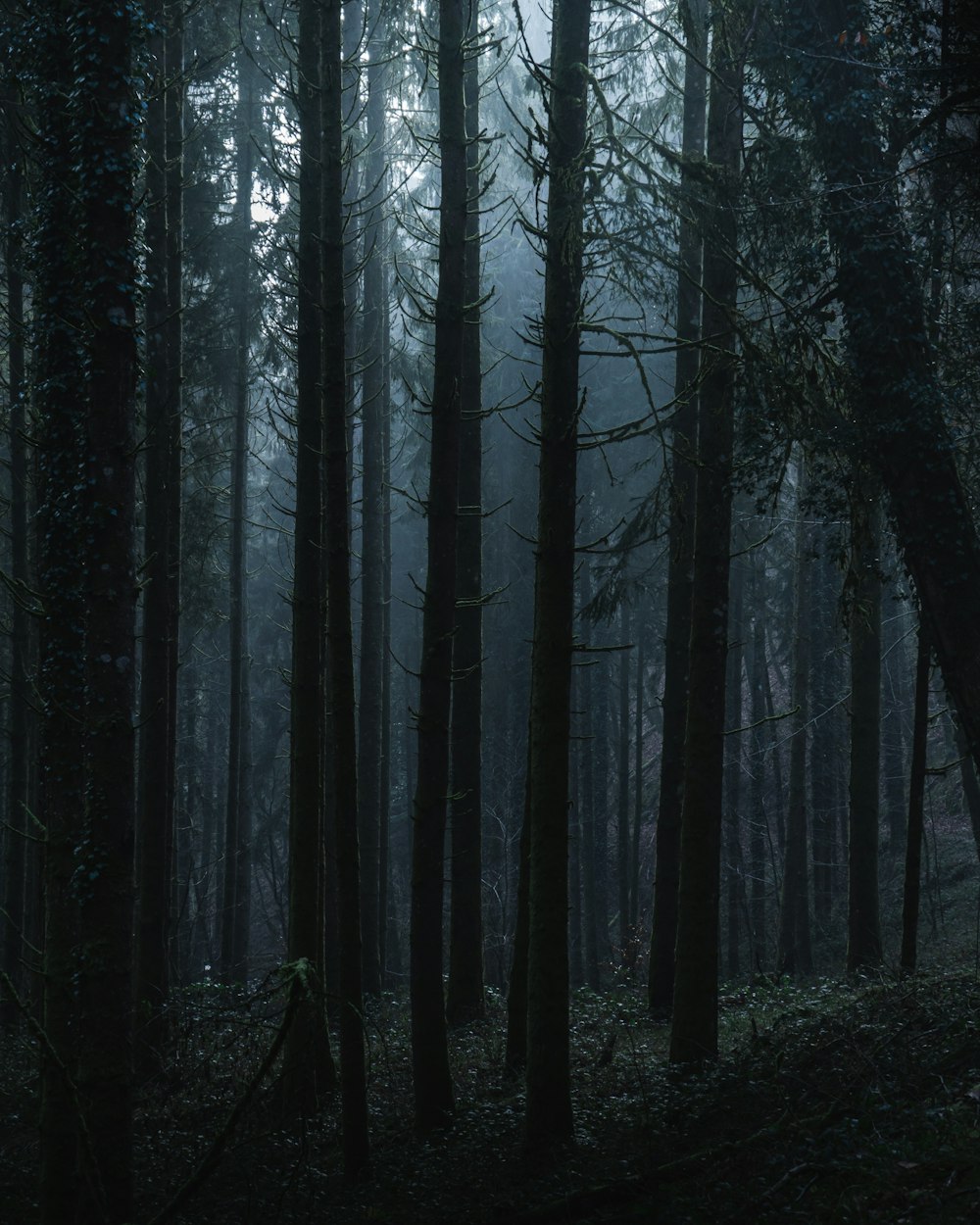 black bare trees in forest during daytime