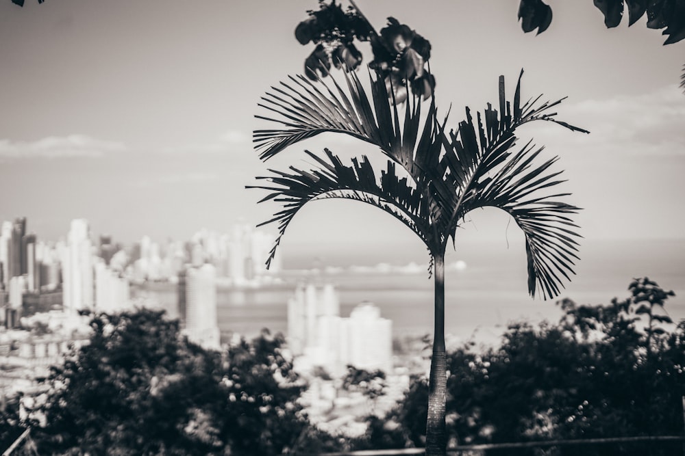 a black and white photo of a palm tree