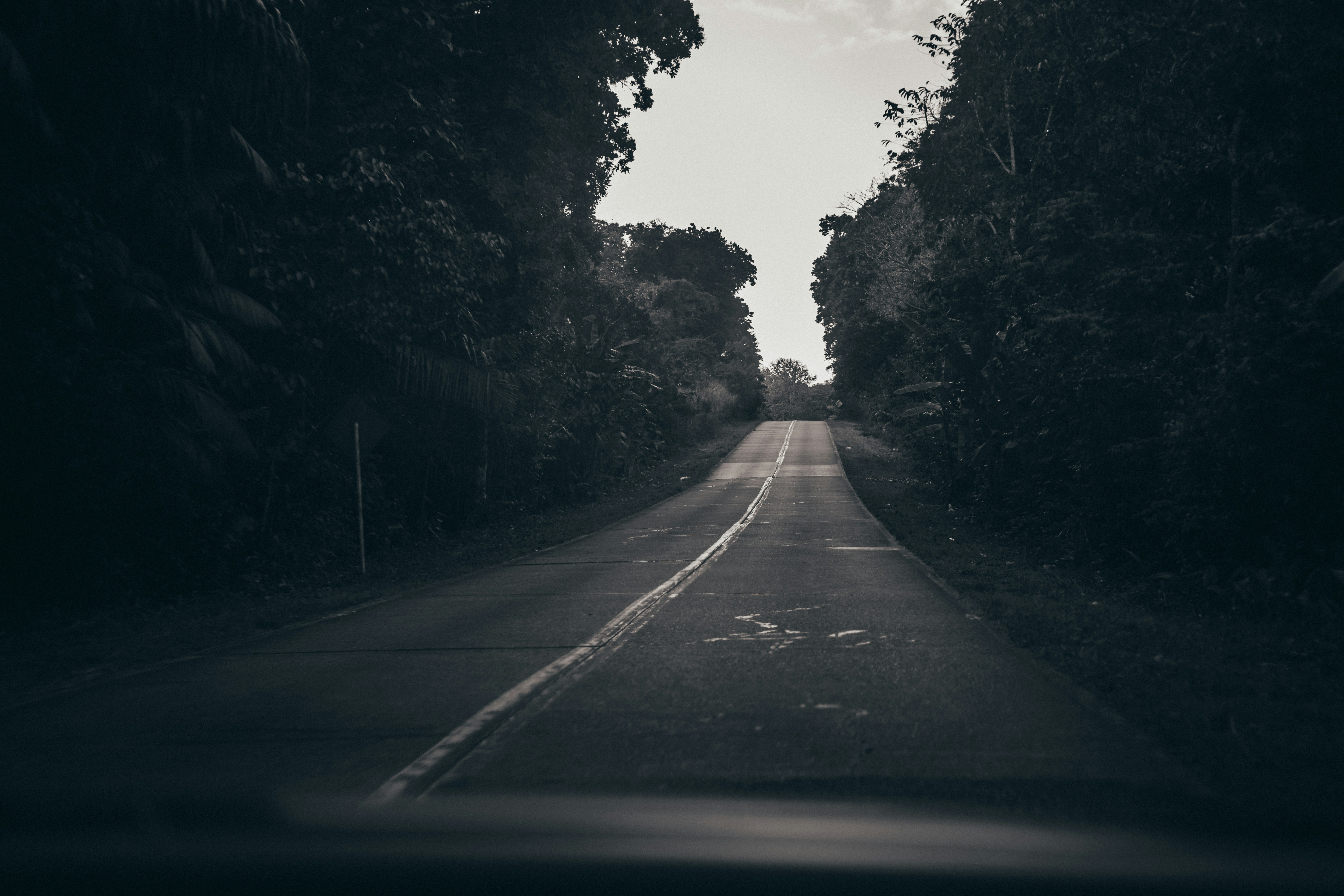 gray asphalt road between trees during daytime