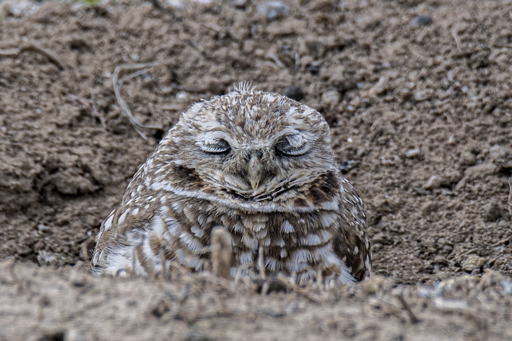 brown and white owl on brown ground during daytime