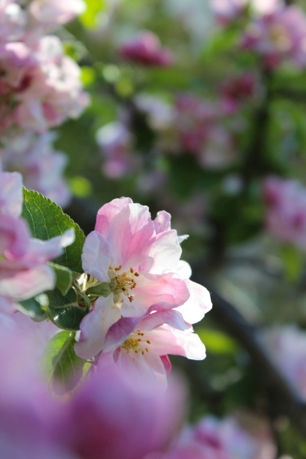 pink and white flower in tilt shift lens