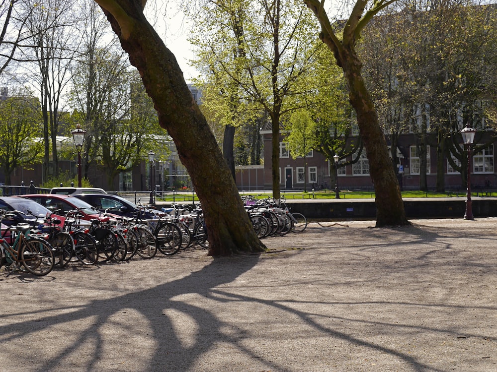 black and white cars parked near green trees during daytime