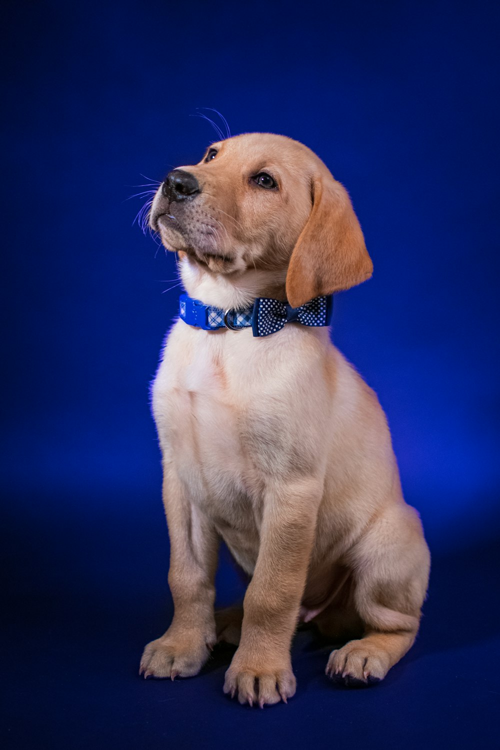 yellow labrador retriever puppy with blue collar