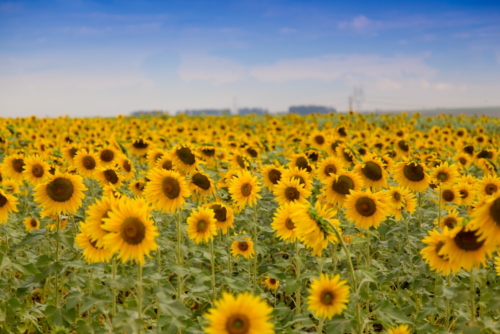 yellow sunflower field under blue sky during daytime