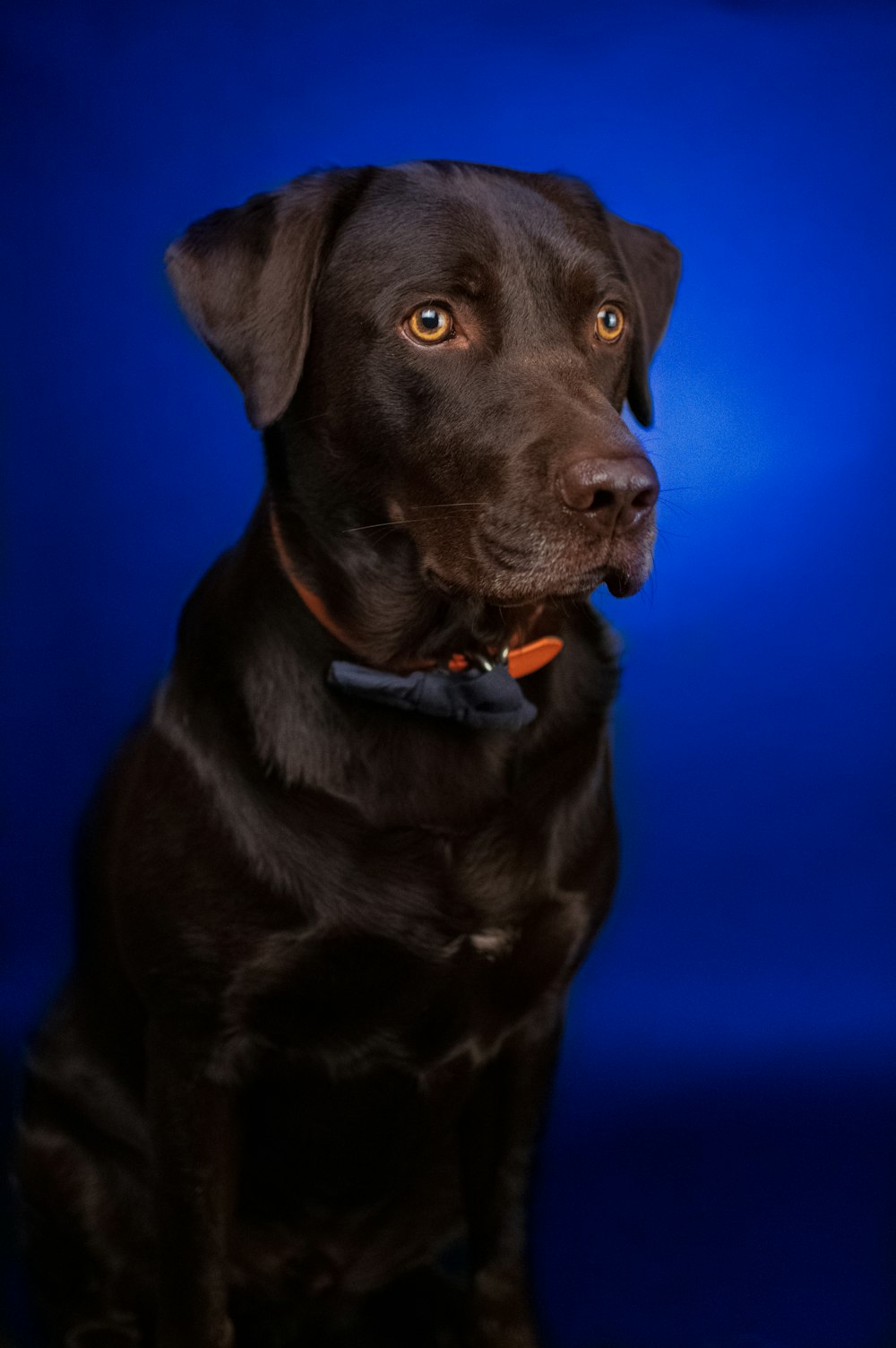 black labrador retriever puppy in close up photography