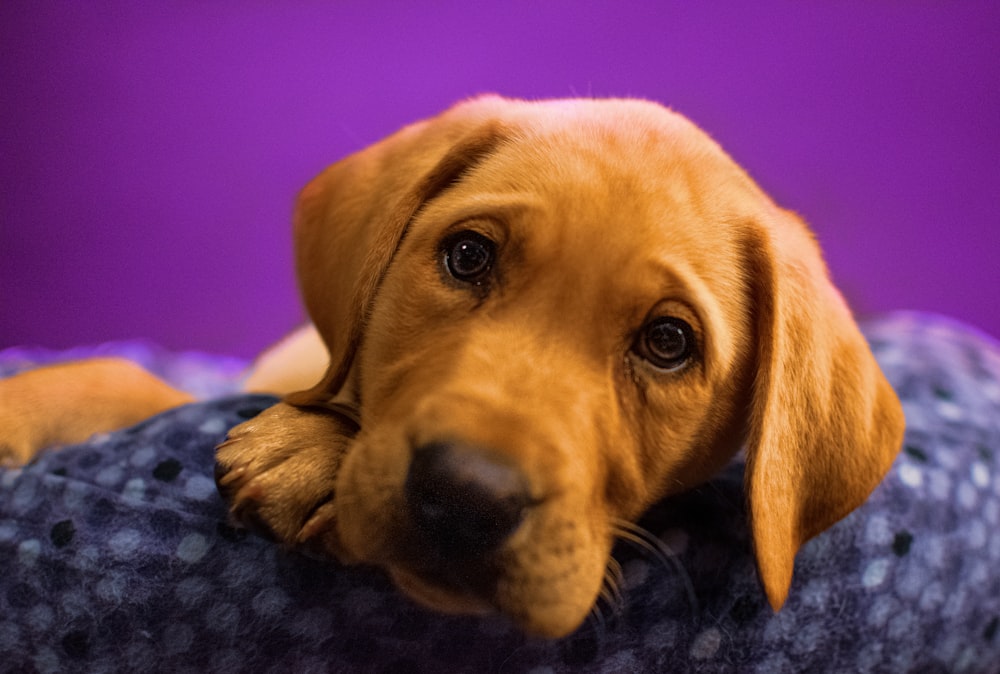 brown short coated dog lying on blue and white textile