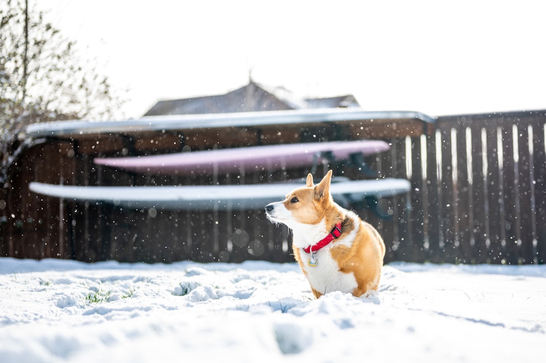 brown and white corgi on snow covered ground during daytime