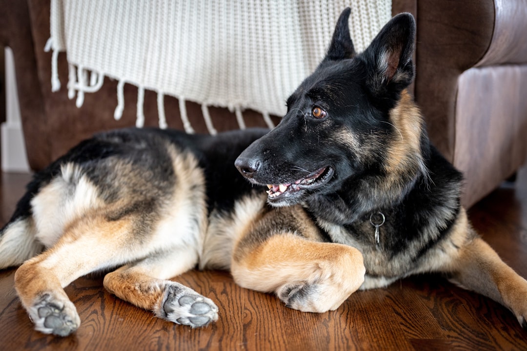 black and tan german shepherd lying on floor