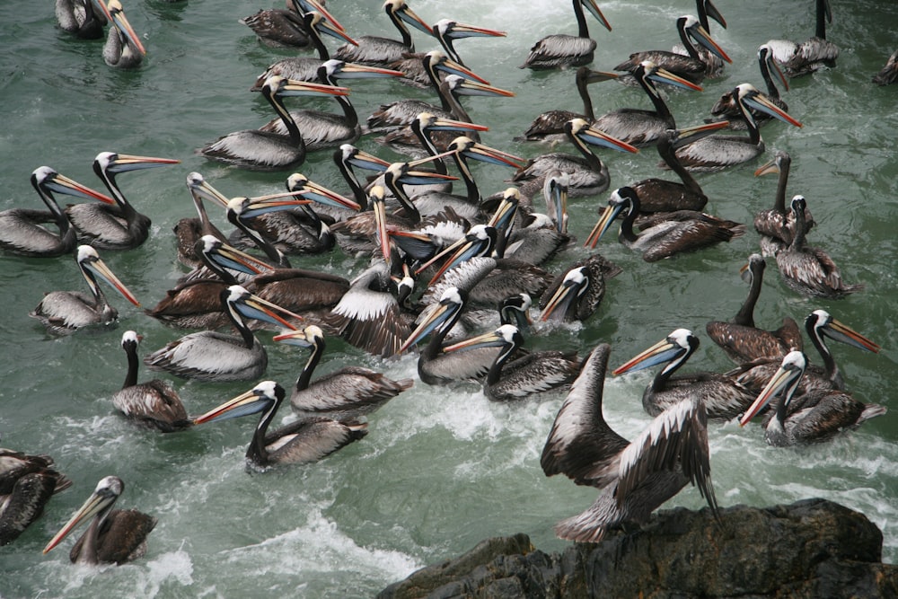 flock of pelicans on water during daytime