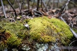Close-up of lush ferns and moss covering the forest floor in vibrant green.
