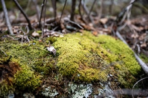 Close-up of lush ferns and moss covering the forest floor in vibrant green.