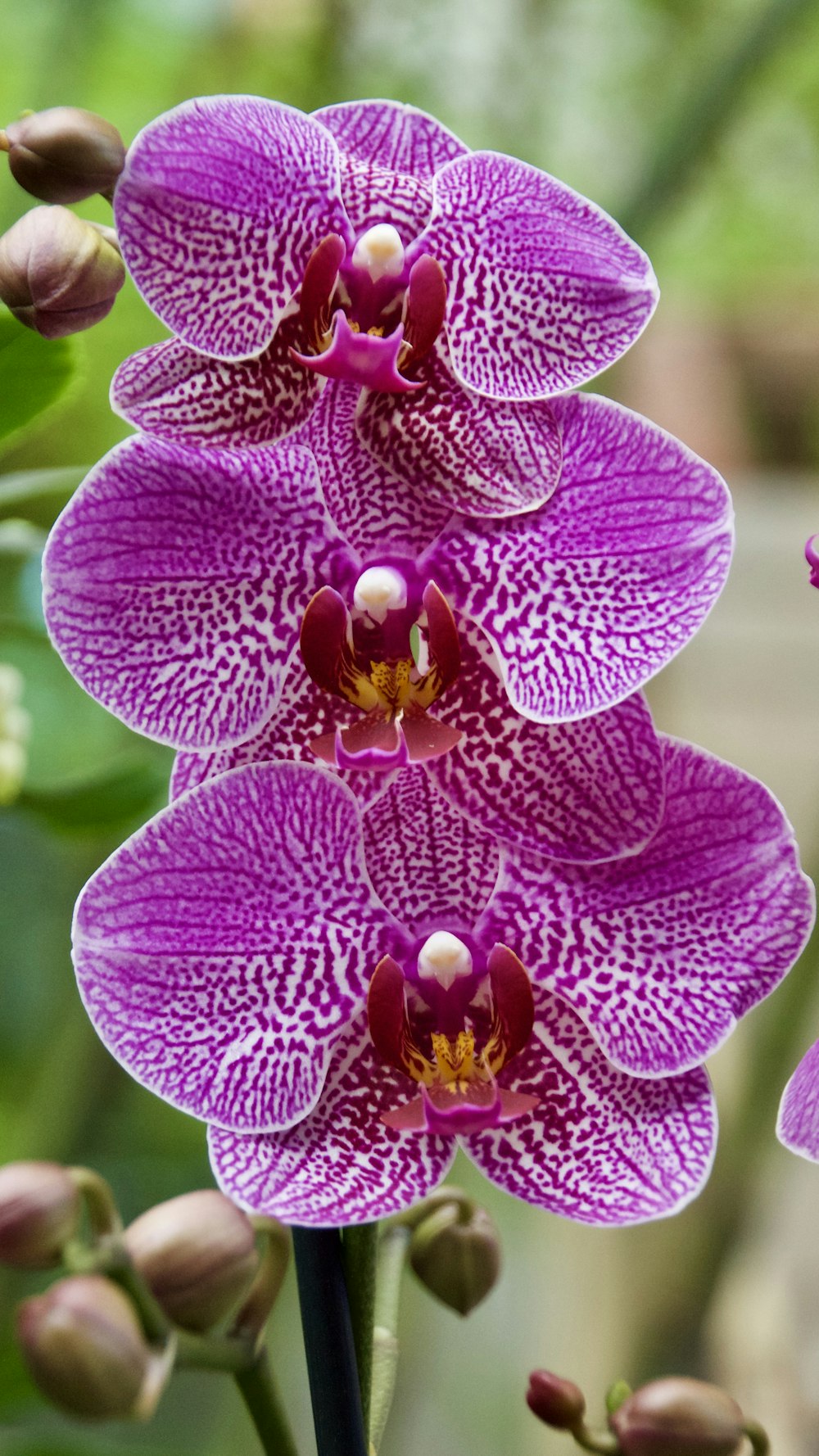 purple moth orchid in bloom during daytime