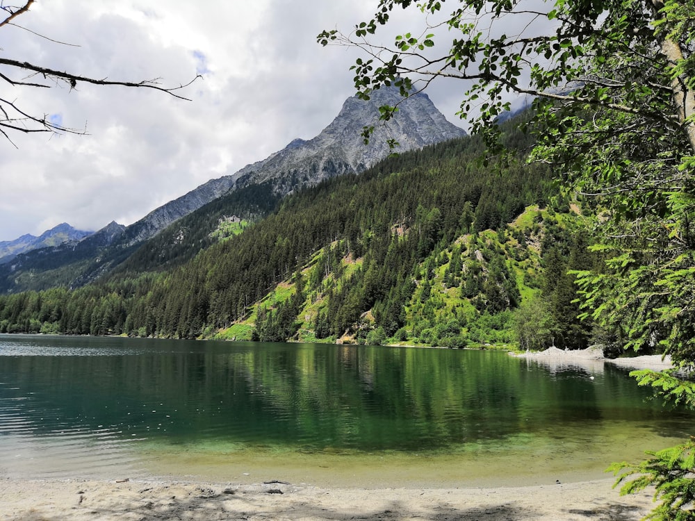 Tagsüber grüne Bäume in der Nähe des Sees