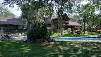 A serene setting with thatched-roof buildings surrounded by lush greenery and trees. A swimming pool is in the foreground, with lounge chairs neatly arranged beside it. The area is well-maintained, with vibrant plants and shaded spots, conveying a peaceful and inviting atmosphere.