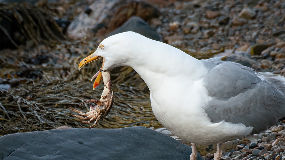 pájaro blanco sobre roca marrón y negra