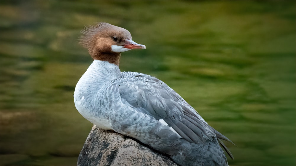 a bird sitting on top of a rock next to a body of water
