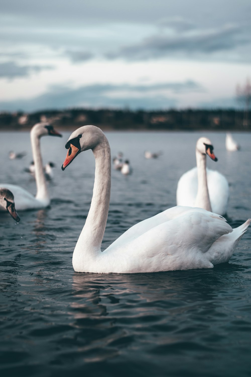 white swan on water during daytime