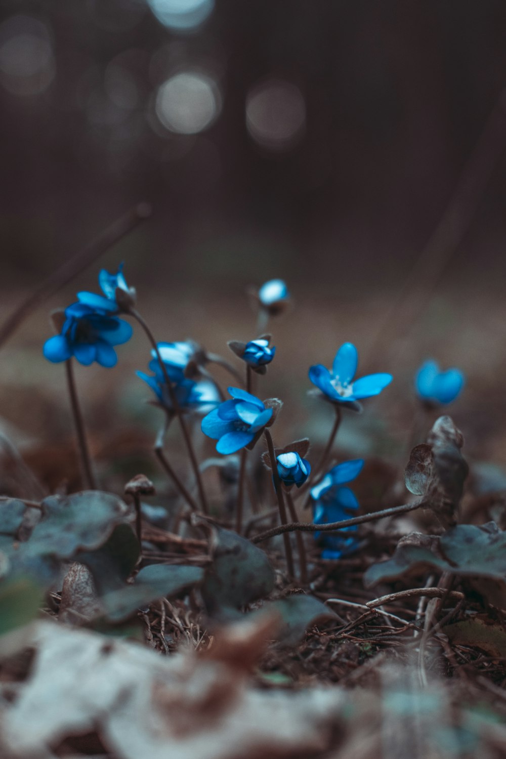 blue flowers on brown soil