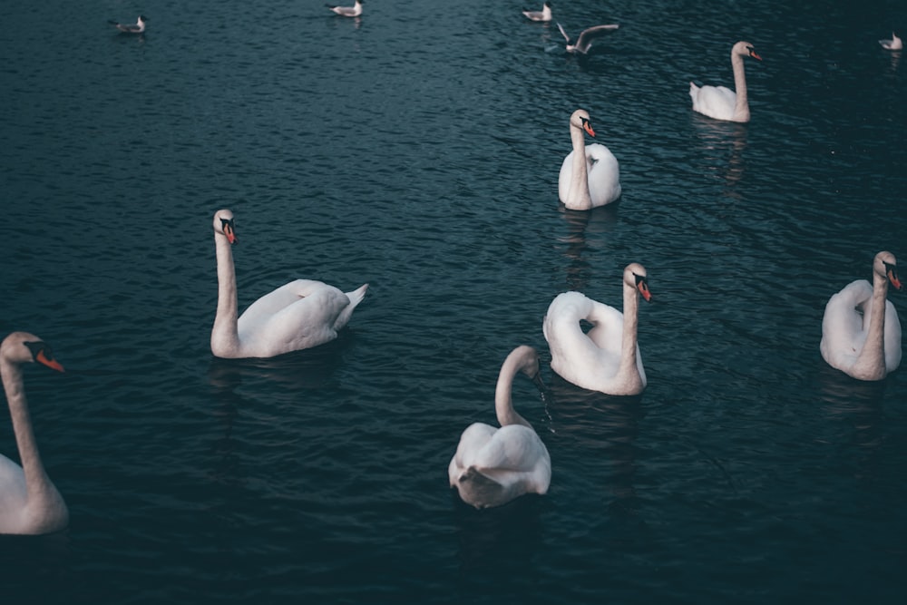 white swans on body of water during daytime