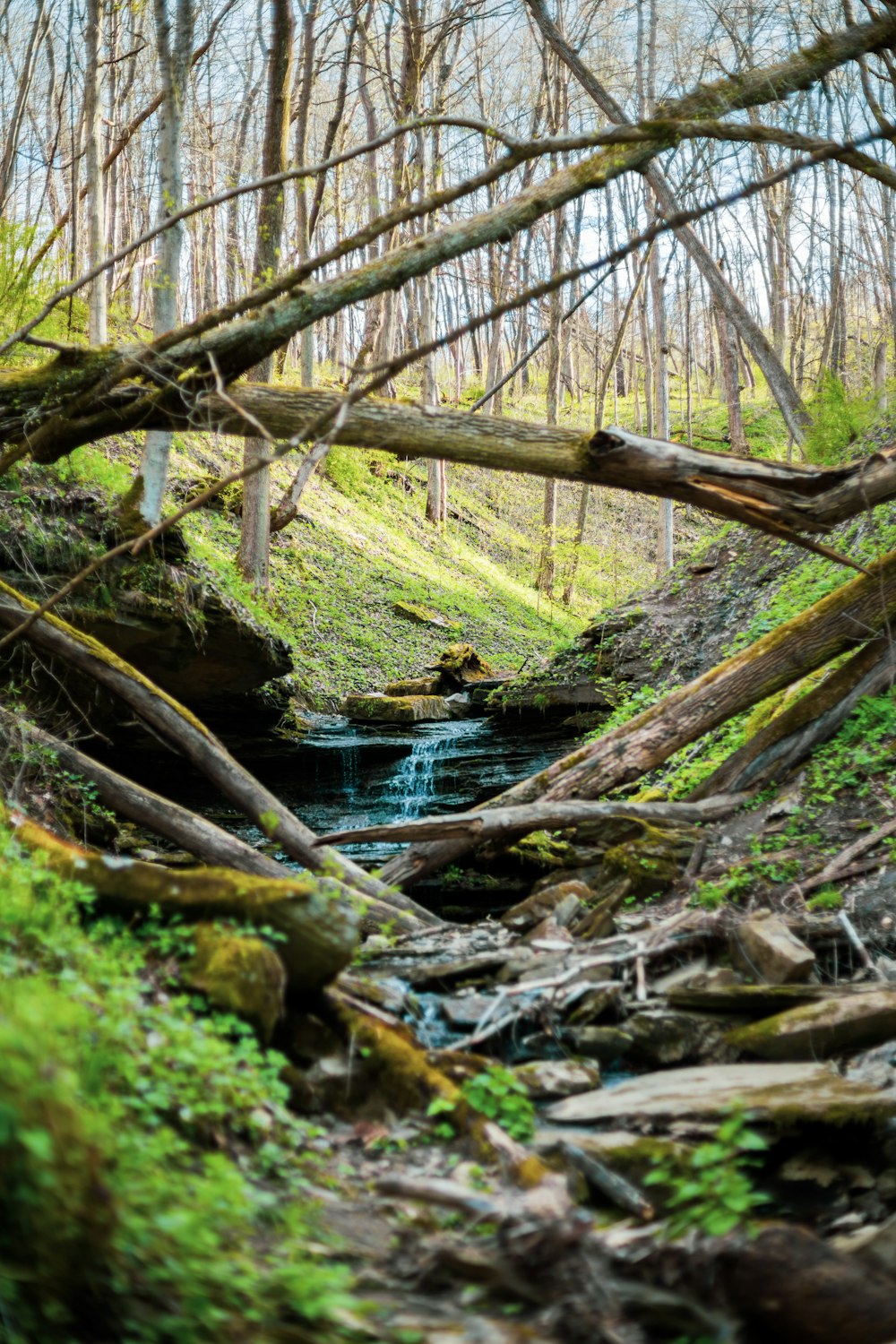 brown tree log on river