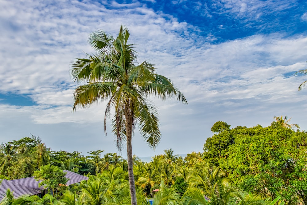 Palmera verde bajo el cielo azul durante el día