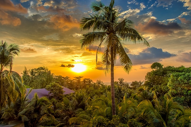 A tropical sunset with a large palm tree in the foreground. The sky is filled with a mix of clouds and vibrant colors from the setting sun. The landscape is dense with lush greenery and various palm trees, with a hint of buildings with thatched roofs peeking through the foliage.