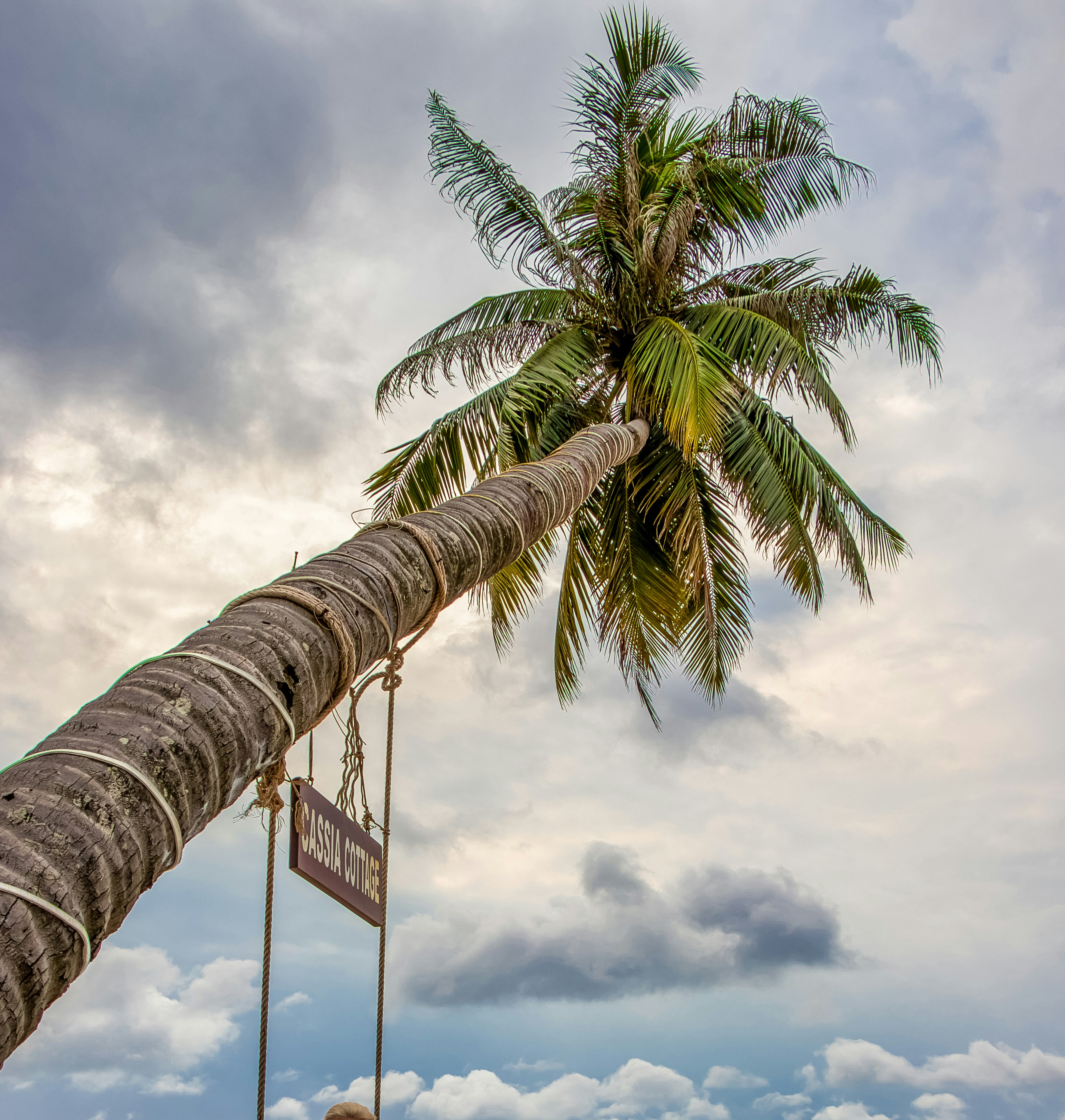coconut tree under white clouds during daytime