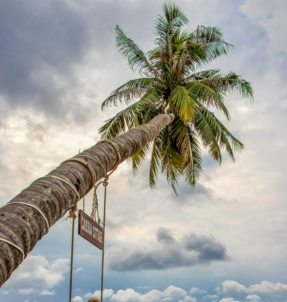 coconut tree under white clouds during daytime
