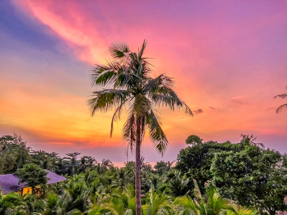 green palm tree during sunset