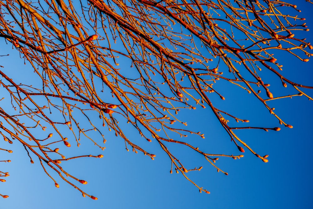 brown tree branch under blue sky during daytime