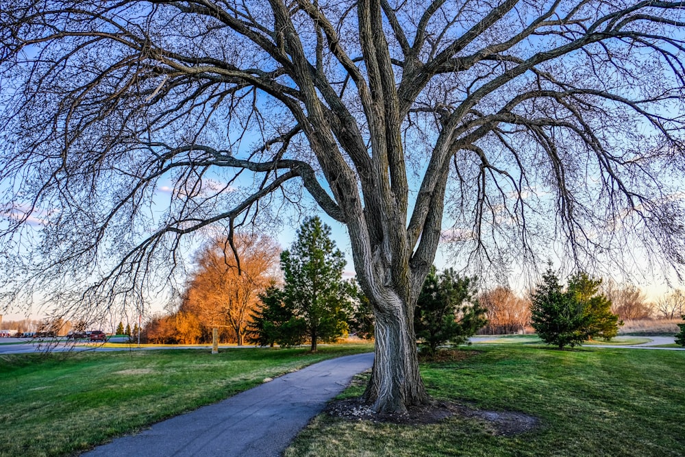 leafless trees on green grass field during daytime