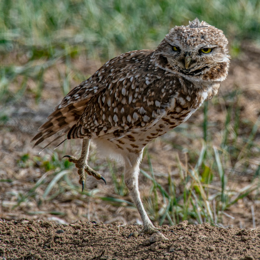 brown and white owl on brown ground during daytime