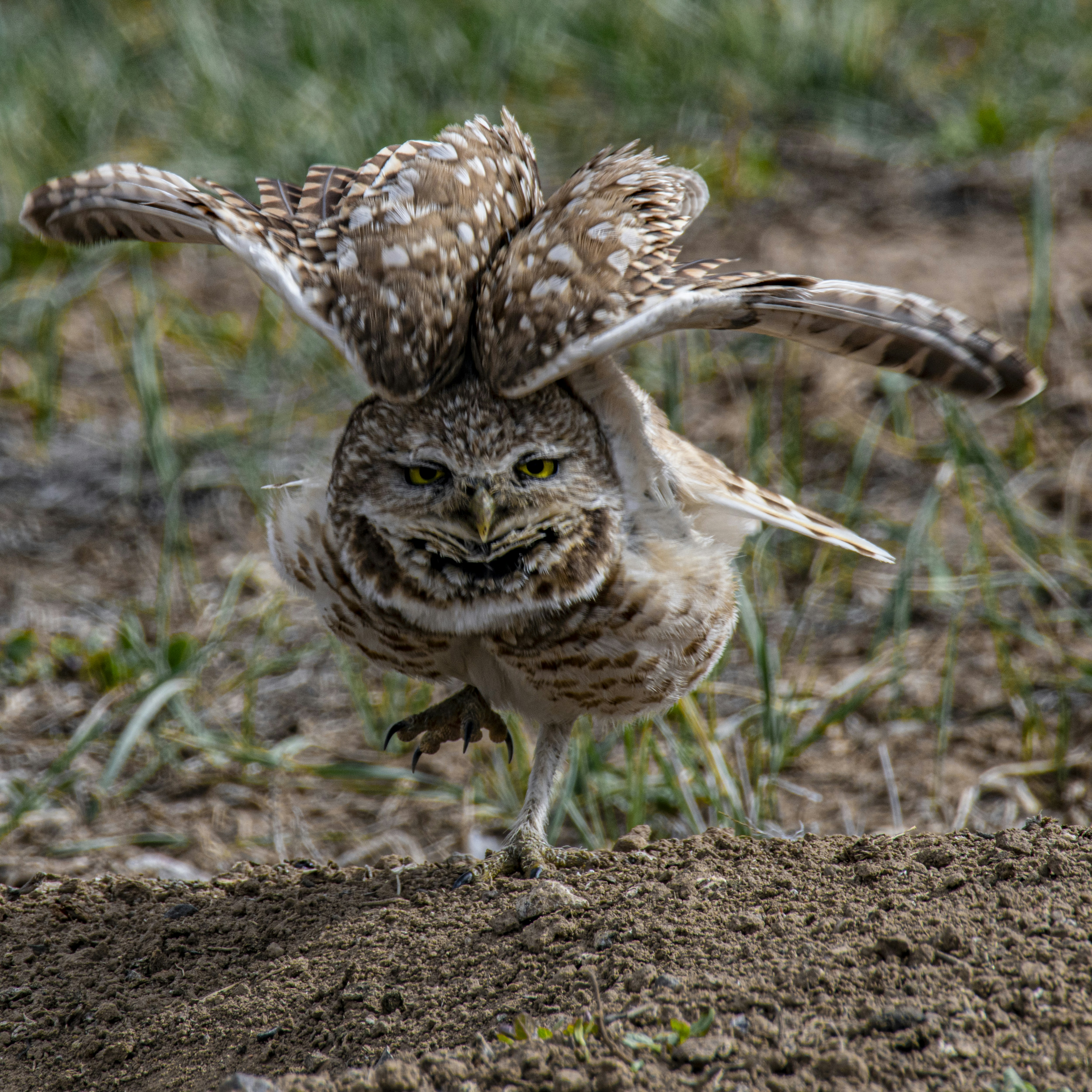 ♥️♥️珍しい！小さなフクロウ③ ♥️♥️珍しい！小さなフクロウ③ Nikita on X
