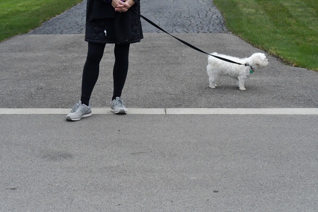 person in black pants and black jacket walking on street with white long coat small dog
